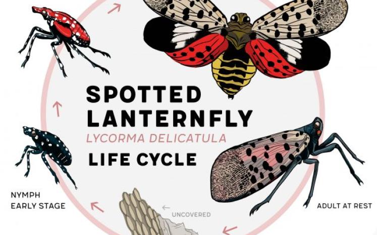 Spotted Lanternfly in Aberdeen